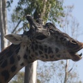 316-5517 San Diego Zoo - Giraffes
